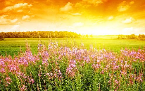 Flores de verano, paisajes, campo, fondo, cielo, Fondo de pantalla HD HD wallpaper