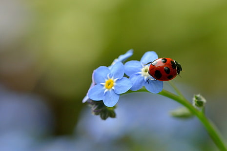 Marienkäfer, Blume, Makro, Insekt, HD-Hintergrundbild HD wallpaper