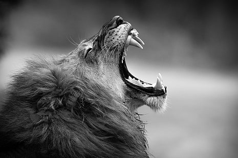 Fotografía en escala de grises de león adulto, león, monocromo, colmillos, Fondo de pantalla HD HD wallpaper