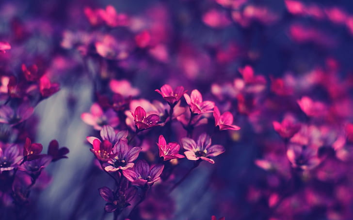 ดอกไม้พืช, วอลล์เปเปอร์ HD