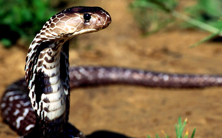 кафява и бяла кобра, змия, кобра, отровни, очи, HD тапет
