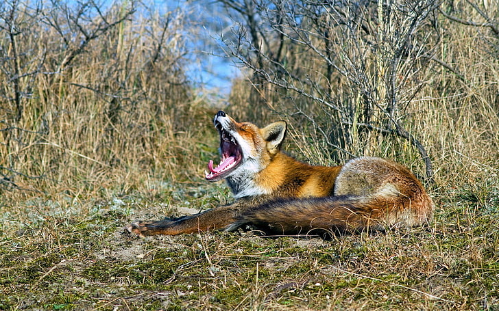 brown and white wild dog, fox, grass, screaming, lying, HD wallpaper