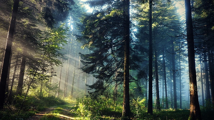 зеленый лес, пейзажная съемка леса, лес, деревья, пейзаж, солнечные лучи, природа, HD обои