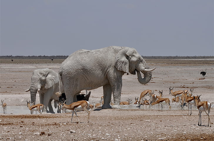 elephant, Africa, ostrich, drink, Gazelle, HD wallpaper