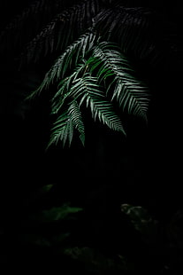 green leafed tree, fern, leaves, carved, plant, dark, HD wallpaper HD wallpaper