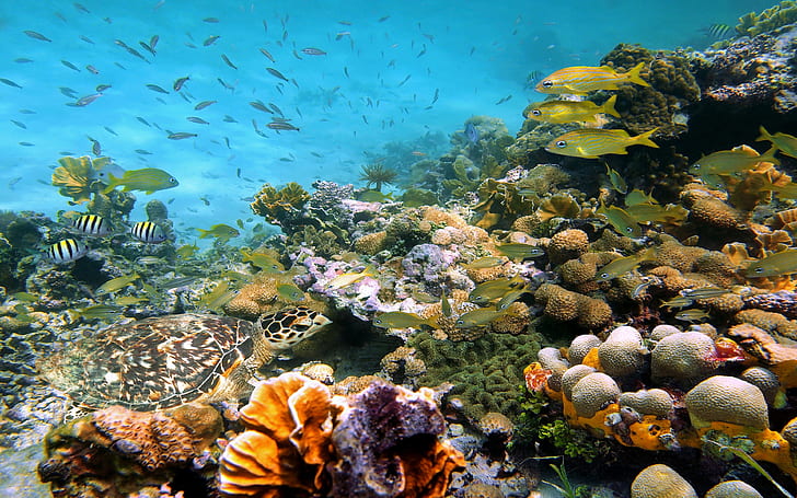 Underwater World Sea Corals Shells Stones Fish Desktop Backgrounds Hd Nature, HD wallpaper