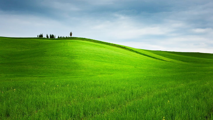 campo de grama verde, colinas, grama, árvores, paisagem, natureza, campo, verde, HD papel de parede