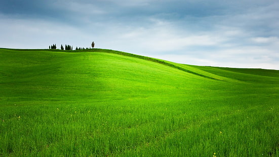 зелена трева поле, хълмове, трева, дървета, пейзаж, природа, поле, зелено, HD тапет HD wallpaper