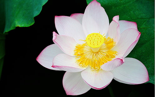 Blooming Lotus, Bloom, Lotus, Fond d'écran HD HD wallpaper