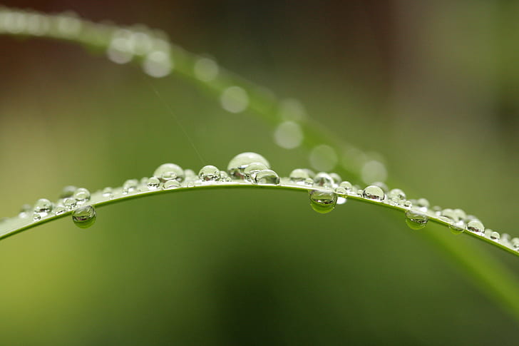 fotografi av vattendroppar, Perles, de, fotografi, vatten, droppar, regndroppe, droppe, natur, dagg, våt, regndroppe, friskhet, grön Färg, makro, regn, blad, närbild, växt, vätska, sommar, gräs , miljö, bakgrunder, vår, HD tapet