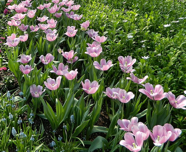 Muscari, fiori, tulipani, aiuola, verde, primavera, Sfondo HD