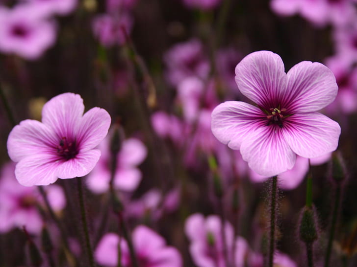 Purple Flowers HD, kwiaty, fioletowe, Tapety HD