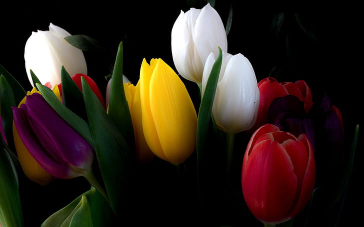 الأبيض ، الأصفر ، الأحمر ، زهور التوليب ، زهرة التوليب الأبيض والأحمر والأرجواني والأصفر والوردي والأبيض والأصفر والأحمر والتوليب والزهور، خلفية HD