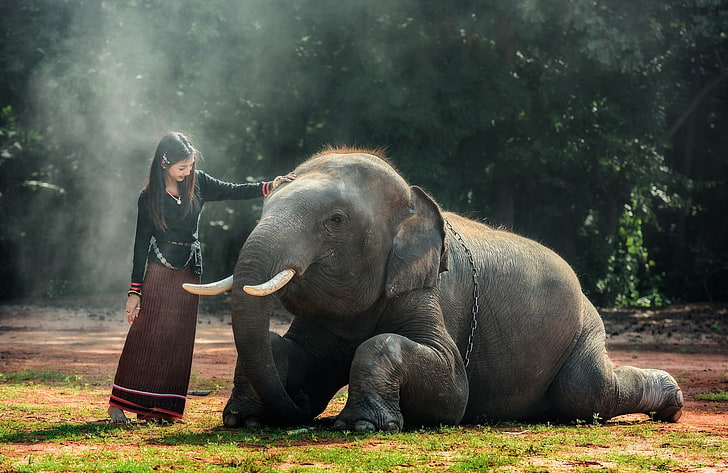 elefant, djur, Thailand, HD tapet