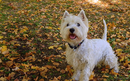 Dog, Foliage, Leaves, The West highland white Terrier, HD wallpaper HD wallpaper
