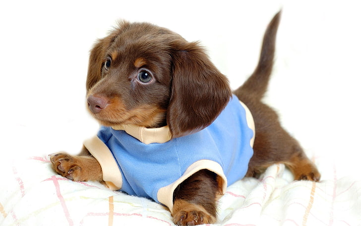 long-coated rust and tan dachshund puppy, puppy, dog, costume, brown, play, HD wallpaper
