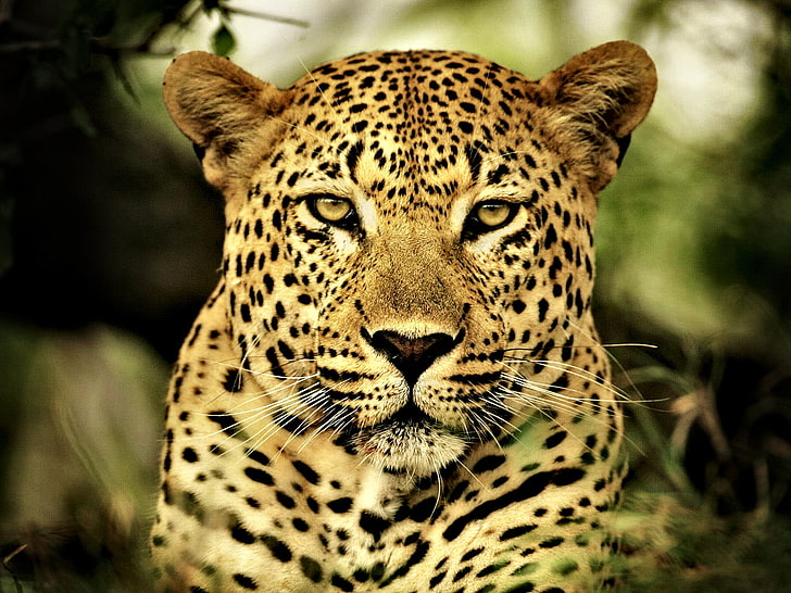 Leopardo salvaje, leopardo negro y marrón, Animales, Leopardo, Fondo de pantalla HD