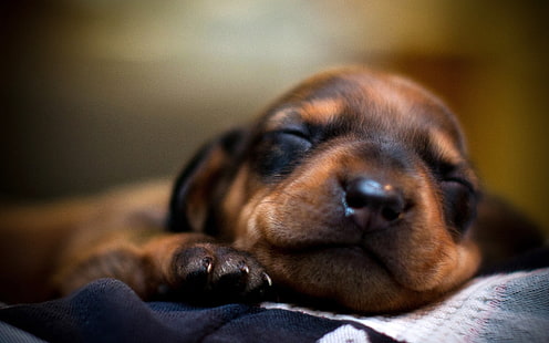 ลูกสุนัขดัชชุนด์สีดำและสีน้ำตาลเรียบ, ลูกสุนัข, ใบหน้า, นอนหลับ, ดวงตา, วอลล์เปเปอร์ HD HD wallpaper
