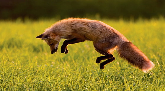 red fox 4k bilder, HD tapet HD wallpaper