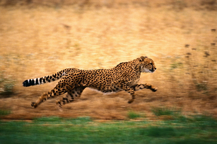 cheetah  background, HD wallpaper