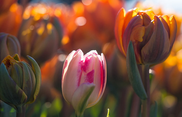 fleurs roses et jaunes, lumière, fleurs, printemps, tulipes, boutons, bokeh, Fond d'écran HD