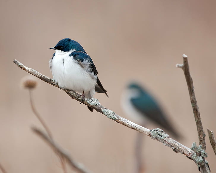 close up photo of white and blue bird on tree branch during daytime, swallows, swallows, close up, photo, white, blue bird, tree branch, daytime, arboretum, madison, tree  swallows, Canon EF, Canon EF 70-200mm, F2, II, USM, 0x, extender, III, bird, nature, animal, wildlife, branch, outdoors, HD wallpaper