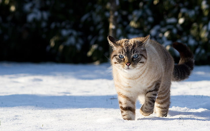 короткошерстный коричневый кот, кот, снег, млекопитающие, животные, зима, HD обои