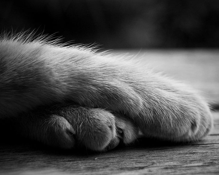 Foto en escala de grises de patas de animales, gato, monocromo, animales, Fondo de pantalla HD