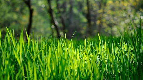 carta da parati fresca paesaggio erba-natura, Sfondo HD HD wallpaper