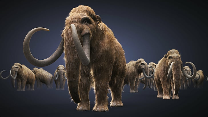 Animal, Mammoth, HD wallpaper