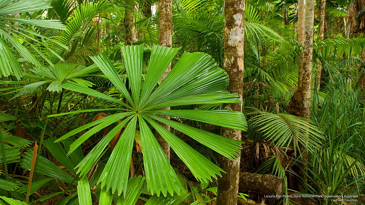 Licuala Fan Palms, Taman Nasional Djiru, Queensland, Australia, Oseania, Wallpaper HD