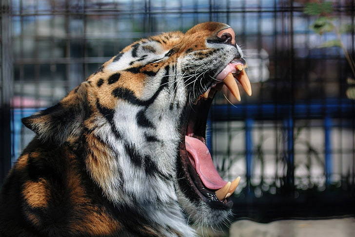 carnivore, cat, fur, mouth, muzzle, teeth, tiger, tongue, wild, yawns, zoo, HD wallpaper