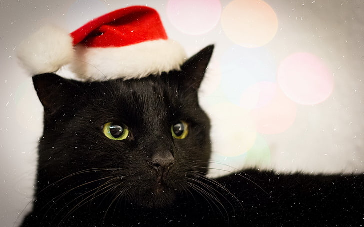 bombay cat, cat, look, holiday, Wallpaper HD