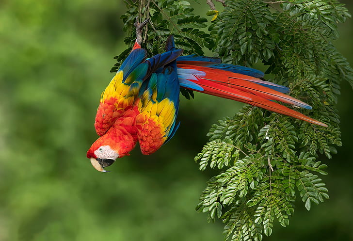 branches, bird, parrot, bokeh, Red macaw, HD wallpaper