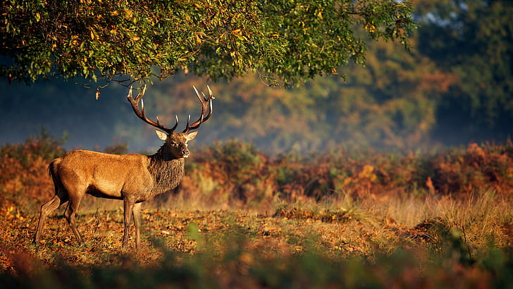 Deer Horns, deer, Nature, horns, animals, HD wallpaper