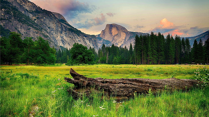 mountainous landforms, meadow, national park, sky, california, mount scenery, yosemite national park, yosemite valley, united states, ahwahnee meadow, nature, half dome, sunset, trees, flowers, mountain, grass, trunk, clouds, HD wallpaper