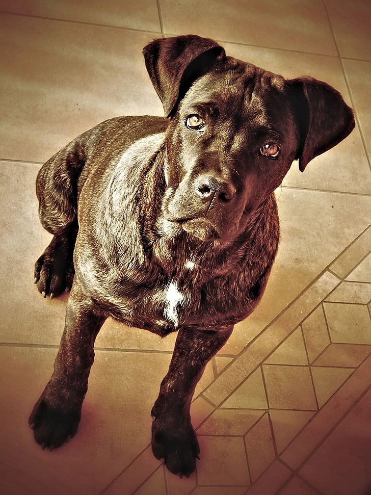 Cane Corso, dog, sepia, HD wallpaper