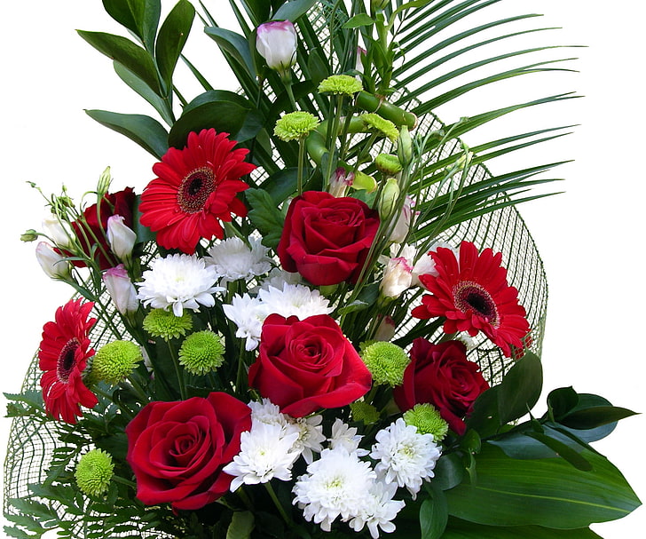 빨간색과 흰색 장미, 거 베라, 장미, 꽃, 잎, 아름다움, HD 배경 화면