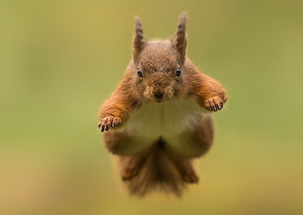 Animal, Squirrel, Jump, Rodent, Wildlife, HD wallpaper HD wallpaper