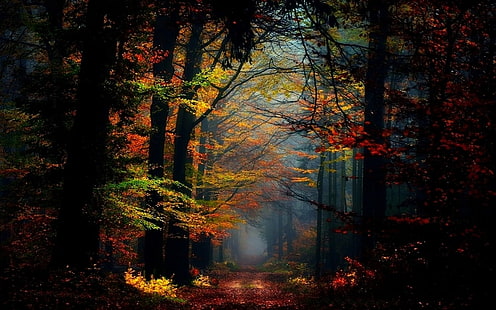 природа, пейзаж, приказка, мъгла, гора, есен, цветни, листа, пътека, дървета, слънчева светлина, атмосфера, HD тапет HD wallpaper