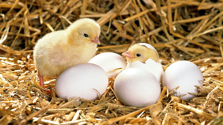 chicks and eggs, chicken, eggs, shell, hatched, hay, HD wallpaper