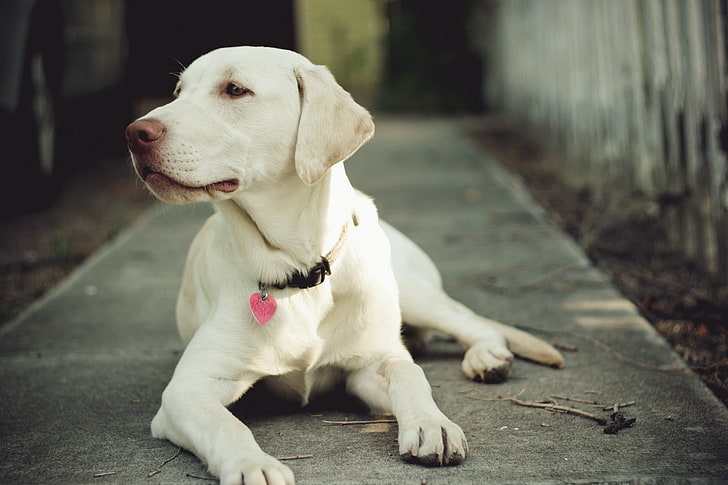노란색 래브라도 리트리버 강아지, 개, 총구, 칼라, 눈, HD 배경 화면
