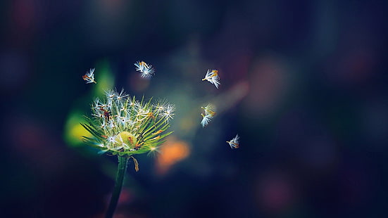 زهرة الهندباء البيضاء ، صورة التركيز الانتقائي للهندباء الخضراء ، الطبيعة ، الماكرو ، الزهور ، النباتات ، الهندباء، خلفية HD HD wallpaper