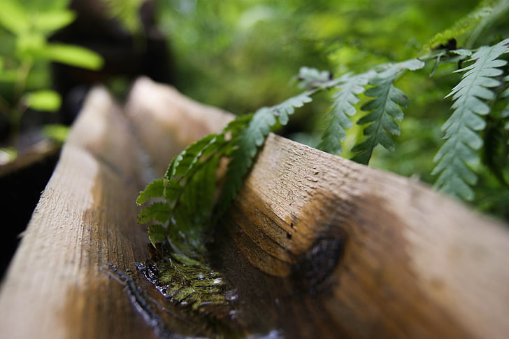 พืชใบสีเขียวธรรมชาติน้ำป่าใบไม้, วอลล์เปเปอร์ HD