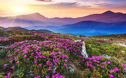 Природа Пейзаж Красиви планински цветя и лилави цветни скали Зелена трева Слънчеви лъчи Тапет за работния плот Hd, HD тапет HD wallpaper