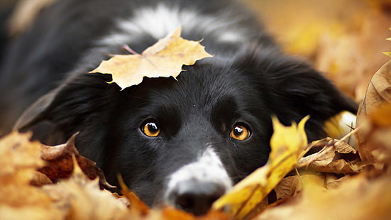adulto preto e branco border collie, olha, cada um, cachorro, HD papel de parede HD wallpaper