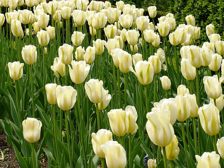hirondelle photographie de fleurs blanches, tulipes, tulipes, mer, tulipes, hirondelle, photographie, blanc, fleurs, Norvège, Oslo, tulipe, nature, printemps, plante, fleur, jaune, extérieur Couleur, saison, feuille, été, beautéDans la nature, parterre de fleurs, tête de fleur, Fond d'écran HD