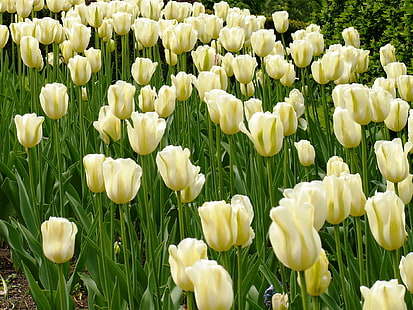 schlucken Sie Fotografie von weißen Blumen, Tulpen, Tulpen, Meer, Tulpen, schlucken, Fotografie, Weiß, Blumen, Norwegen, Oslo, Tulpe, Natur, Frühling, Pflanze, Blume, Gelb, draußen, grün Farbe, Jahreszeit, Blatt, Sommer, SchönheitIn der Natur Blumenbeet, Blüte, HD-Hintergrundbild HD wallpaper