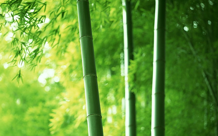 bambu hijau, alam, tanaman, pohon, fotografi, hijau, bambu, Wallpaper HD