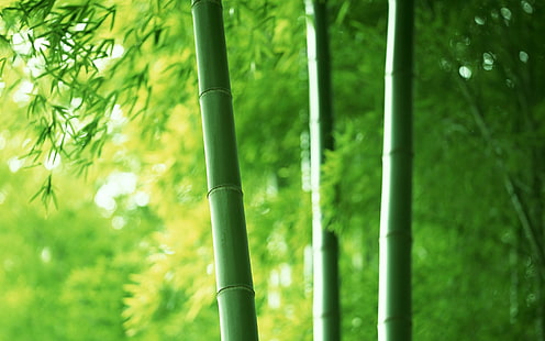 green bamboo, nature, plants, trees, photography, green, bamboo, HD wallpaper HD wallpaper
